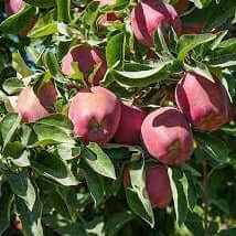 Red Delicious Apple - Morse Nursery