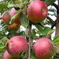 Red Free Apple - Morse Nursery