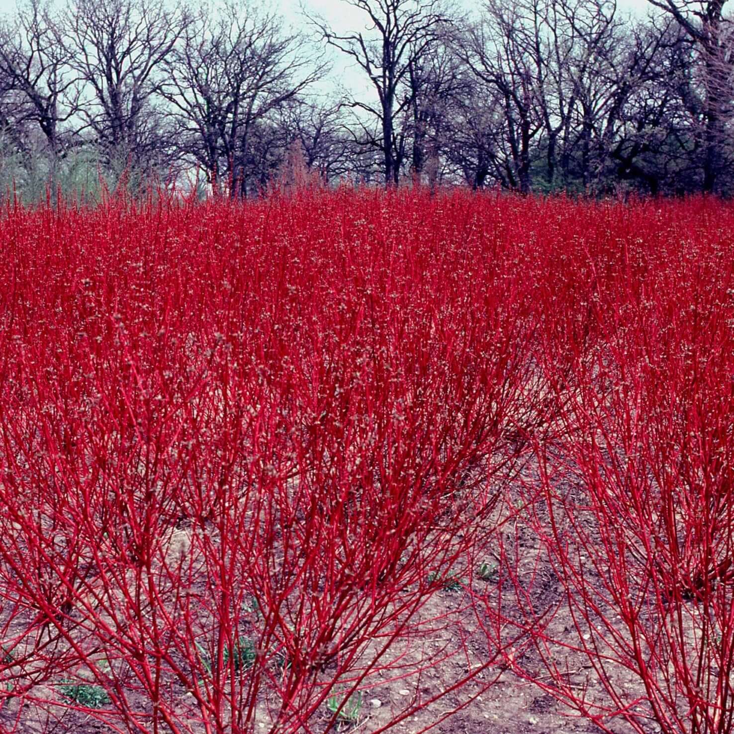 Red Osier Dogwood - Morse Nursery