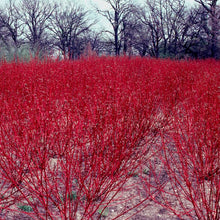Red Osier Dogwood - Morse Nursery