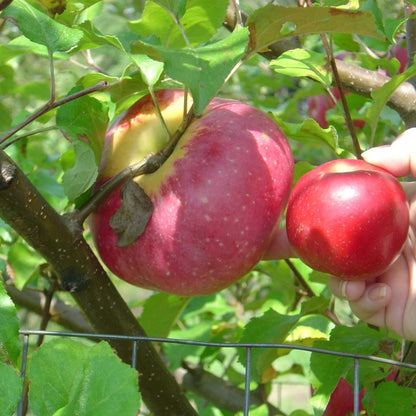Rust Resistant Apple Bundle |18" - 36"| 10 Trees + Kits - Morse Nursery