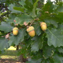 Sargent 7 Hybrid Oak - Morse Nursery