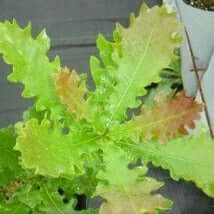 Saul's Hybrid Oak - Morse Nursery