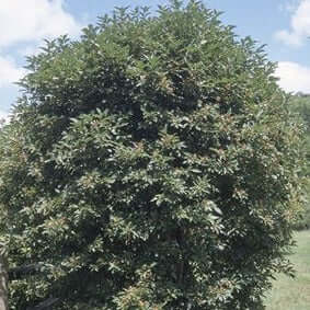 Silky Dogwood