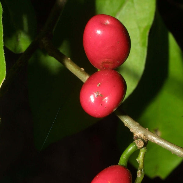 Spicebush