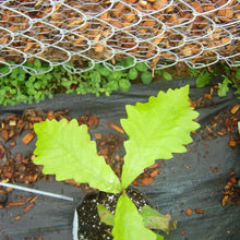 Swamp White Hybrid Oak - Morse Nursery