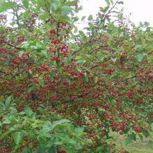 Thicket Crab - Morse Nursery