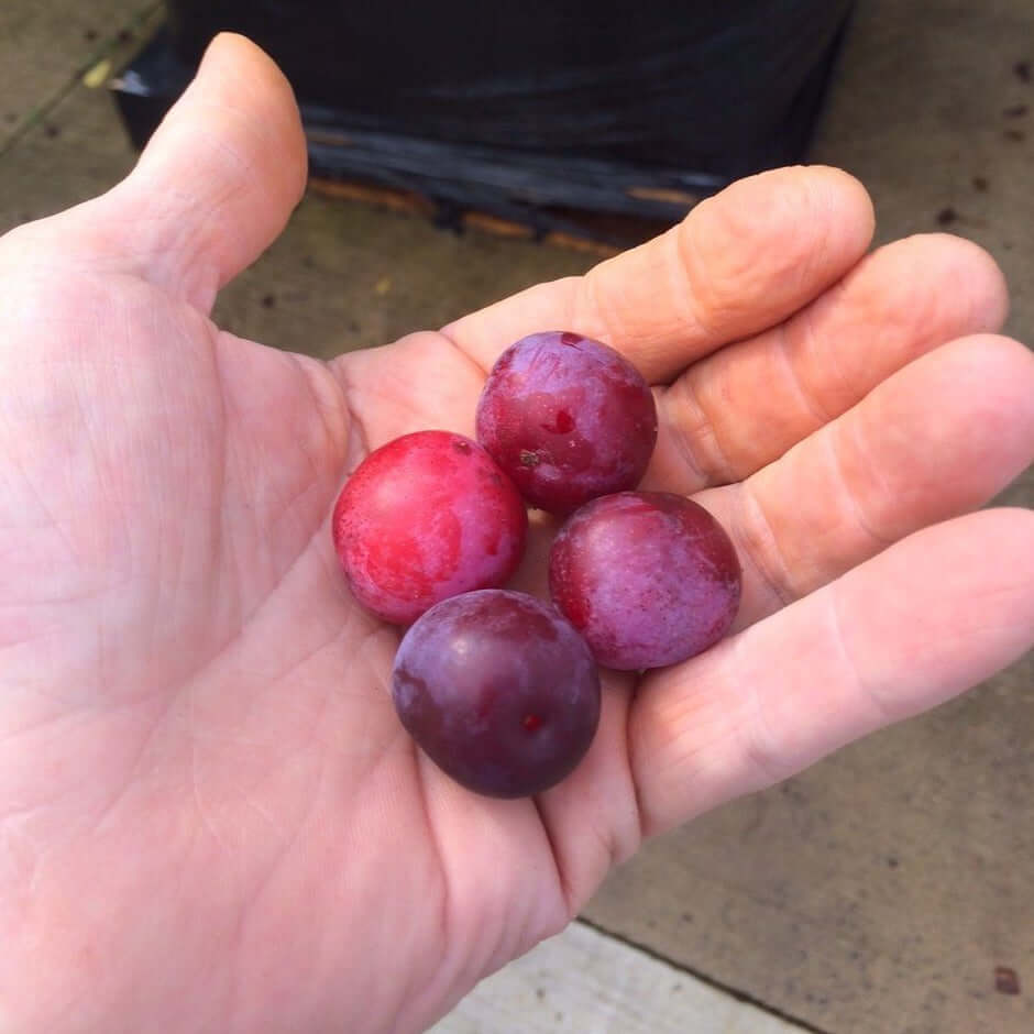 Thicket Plum - Morse Nursery