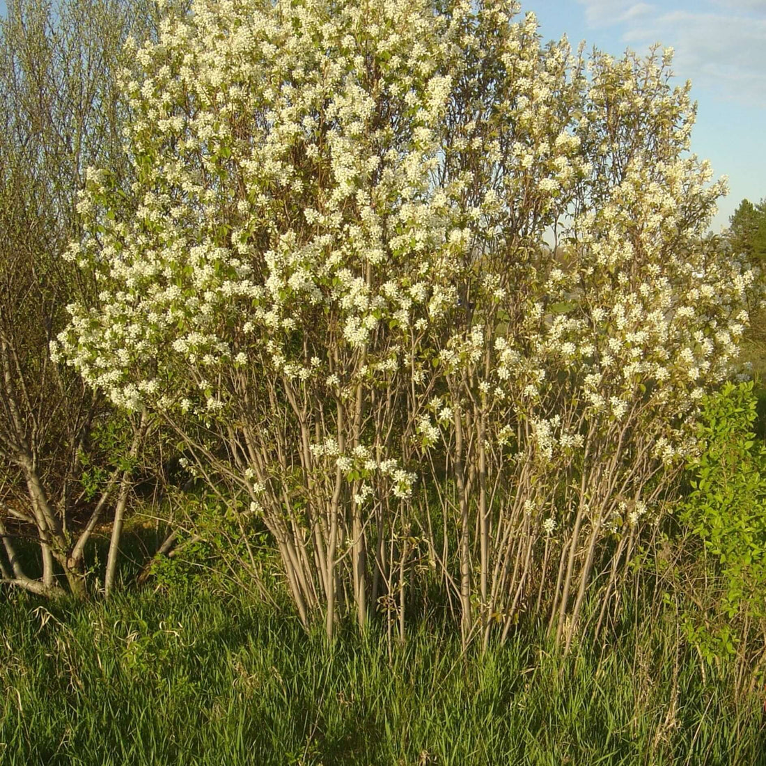 Thicket Serviceberry - Food Source For Wildlife - Food Plots – Morse ...