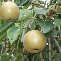 Turnbull Pear - Morse Nursery