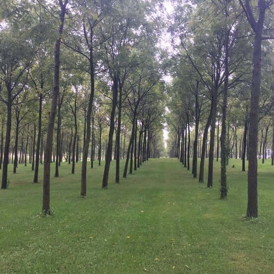 The Purdue #1 Black Walnut Tree is an excellent choice for timber and investing purposes. Its high quality black walnut makes it an ideal choice for those looking to invest and to create quality wood pieces. With strong growth, this black walnut tree is sure to meet your timber needs.