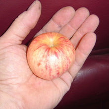 Whitney Crabapple - Morse Nursery