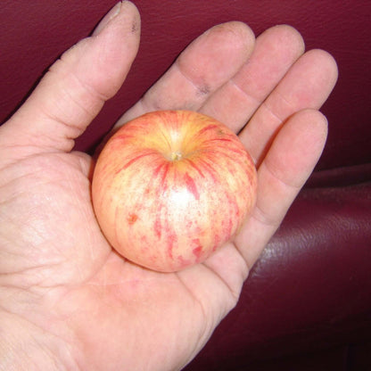 Whitney Crabapple - Morse Nursery