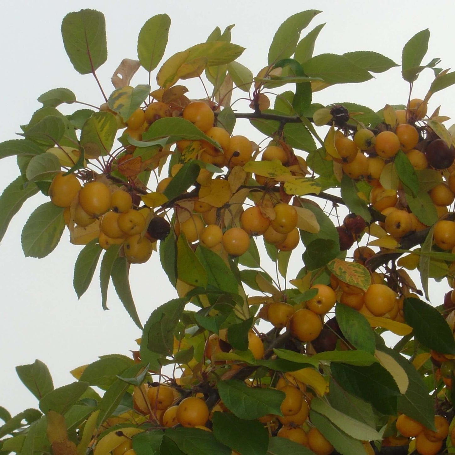 Yellow Crabapple - Morse Nursery