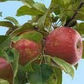 Zestar Apple - Morse Nursery